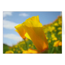 POPPIES POPPY Flowers GREETING CARDS NOTE CARDS