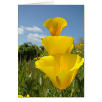 POPPIES POPPY Flowers GREETING CARDS NOTE CARDS
