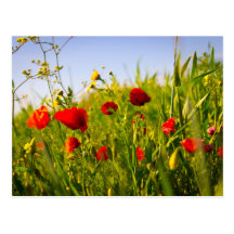 Poppies Post Card