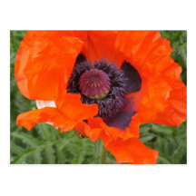 Poppies Post Card