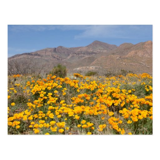 Poppies Post Card