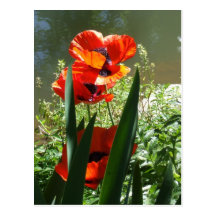 Poppies Post Card