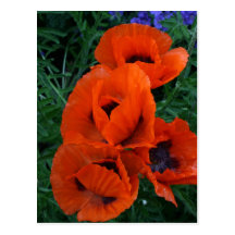 Poppies Post Card