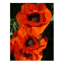 Poppies Postcard