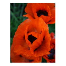 Poppies Postcard