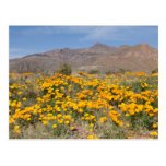 Poppies Postcard