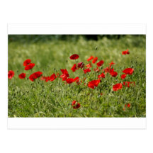 Poppies Postcards