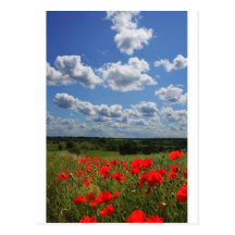 Poppies Postcards