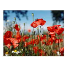 Poppies Postkarten