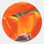 Popping Poppies  Stickers