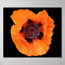 Popping poppy poster