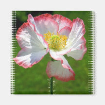 Popppy Photo Square Magnet