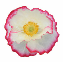 Poppy 105 ~ acrylic photo cut out