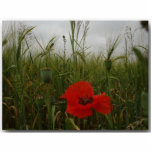 poppy/2 photo sculptures