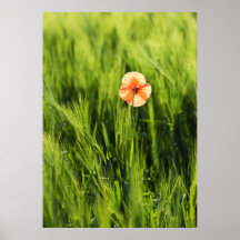 Poppy Affiches