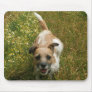 poppy at the run mouse mats
