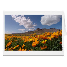 Poppy Bloom - El Paso, Texas Greeting Cards