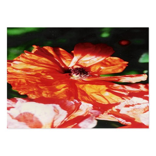 POPPY BUSINESS CARDS