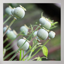 Poppy Capsules Print