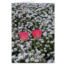 Poppy-Daisies Cards