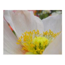 Poppy Festival Post Card
