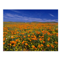 Poppy field  flowers postcards