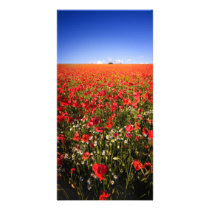 Poppy field