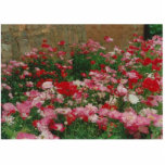Poppy Field Cut Out