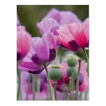 Poppy Field Postcard