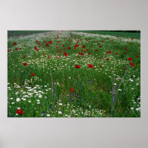 Poppy field posters