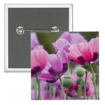 Poppy Field Square Pin