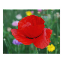 Poppy flower and meaning custom invitation