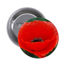 Poppy flower and meaning pinback buttons