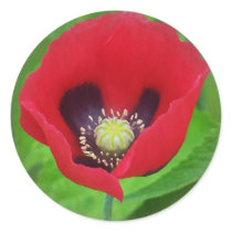 Poppy Flower Sticker