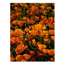Poppy flowers Pink flowers postcards