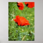 Poppy Framed Print
