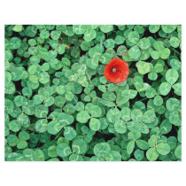 Poppy head amongst clover flyer