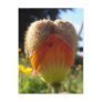 Poppy Heart Postcards