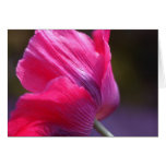Poppy in a morning breeze greeting card