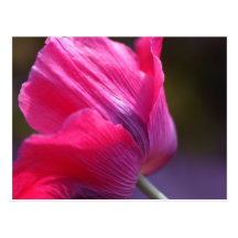 Poppy in a morning breeze postcards