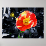 Poppy in Contrast Posters
