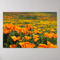 Poppy macro  flowers posters
