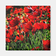 Poppy Magnet