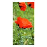 Poppy Photo Card