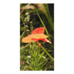 Poppy Photo Card photo cards