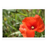 Poppy Post Card