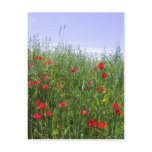 Poppy Postcard