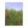 Poppy Postcard