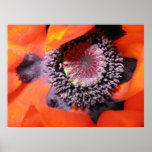 poppy posters
