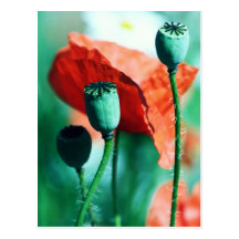 Poppy Postkarte